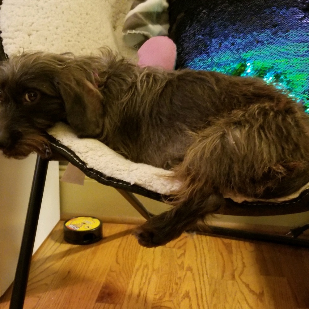 Meet your Posher, Bayley